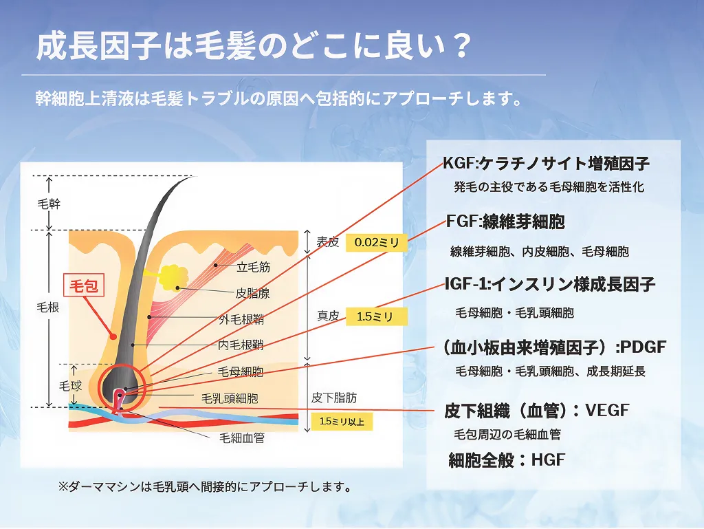 臍帯由来幹細胞培養上清液